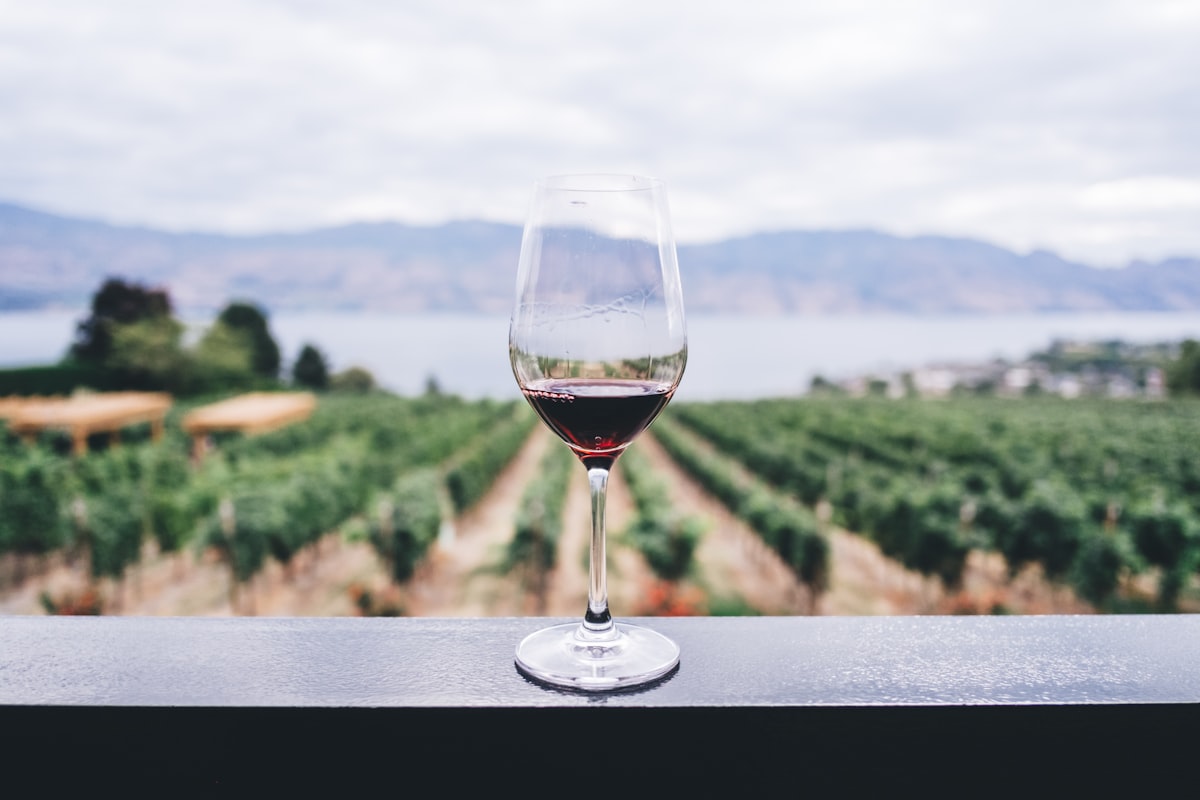 Glas Rotwein vor einem sonnigen Weinberg